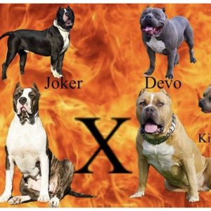 Breeder