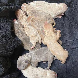 Puppy